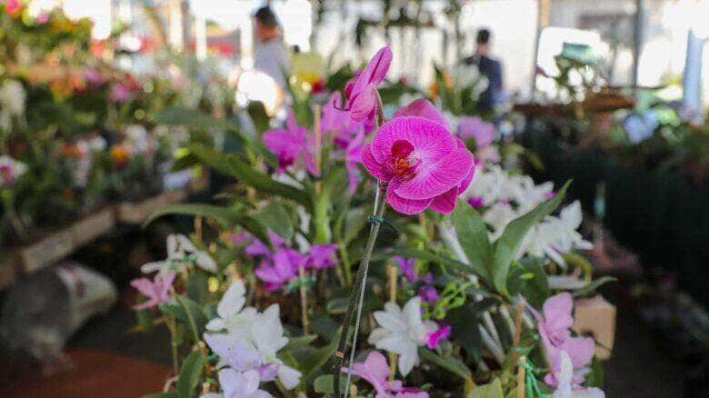 Populacao aderem e 5 mil pessoas prestigiam 1° Festival de Flores e Plantas de Varzea Grande