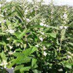 Pulses ganham forca como terceira safra e prometem rentabilidade maior que milho e soja em Mato Grosso