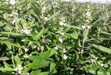 Pulses ganham forca como terceira safra e prometem rentabilidade maior que milho e soja em Mato Grosso