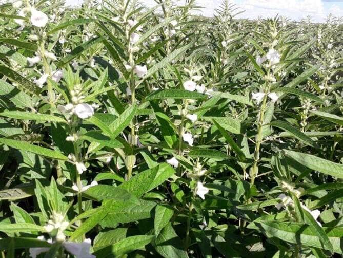 Pulses ganham forca como terceira safra e prometem rentabilidade maior que milho e soja em Mato Grosso