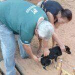 Rondonopolis realiza vacinacao de pets de porta em porta