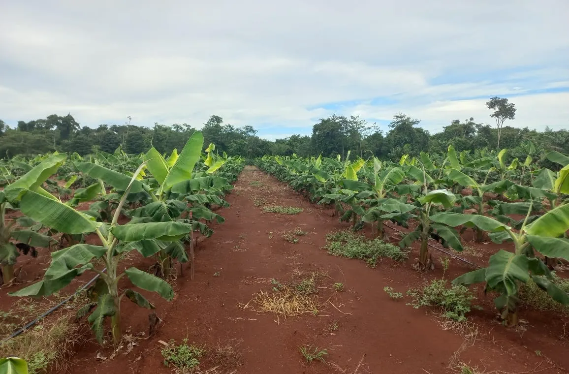 Dia de Campo destaca cadeias de valor da agricultura familiar em Mato Grosso