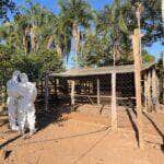 Servico de defesa sanitaria do Indea encerra foco de gripe aviaria em Mato Grosso