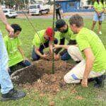 Sinop ja plantou 3 mil mudas de arvores esse ano e se destaca na arborizacao urbana