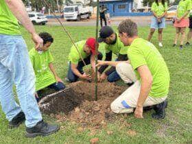 Sinop ja plantou 3 mil mudas de arvores esse ano e se destaca na arborizacao urbana
