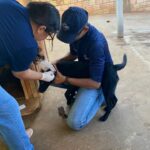 Sorriso reforca monitoramento contra leishmaniose canina e alerta populacao