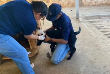 Sorriso reforca monitoramento contra leishmaniose canina e alerta populacao