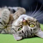 Um gatinho deitado