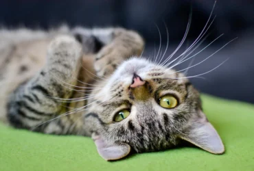 Um gatinho deitado