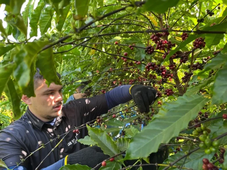 Clones elevam potencial da cafeicultura com cafés especiais em MT