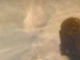 Biólogo explica que o animal é um nadador nato e pode permanecer submerso por minutos para escapar de predadores — uma verdadeira especialista em fuga aquática!