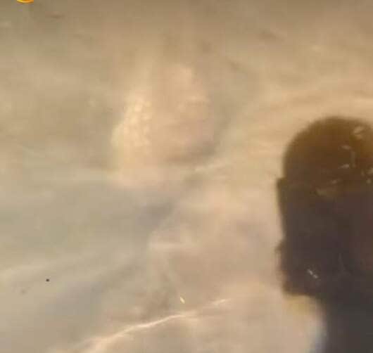 Biólogo explica que o animal é um nadador nato e pode permanecer submerso por minutos para escapar de predadores — uma verdadeira especialista em fuga aquática!
