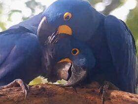Casal de araras-azuis troca carícias no Pantanal no Dia dos Namorados