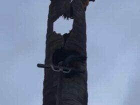 Moradores se mobilizam para salvar ave silvestre após queda inesperada; com apoio de um engenheiro, ararinha foi resgatada e devolvida à natureza com segurança.