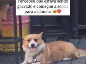 Flagrado entre mesas de um estabelecimento, o cãozinho viralizou ao perceber que estava sendo filmado e reagir com um sorriso irresistível. Internet foi à loucura com a simpatia do peludo.