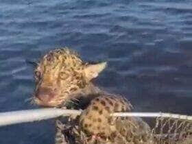 Cena inusitada e comovente mostra o momento em que um grupo de pescadores salva um filhote de onça-pintada em apuros; o felino foi levado até a margem agarrado em um cesto