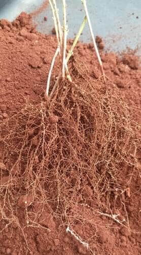 Nematoides: especialistas alertam para o avanço da raça 4+ em lavouras de soja de MT 86 WhatsApp Image 2025 06 23 at 10.27.37 e1750689395148