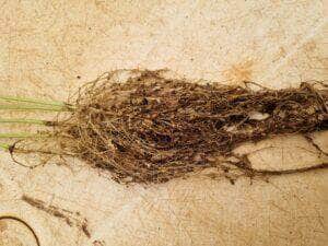Nematoides: especialistas alertam para o avanço da raça 4+ em lavouras de soja de MT 87 WhatsApp Image 2025 06 23 at 10.27.56