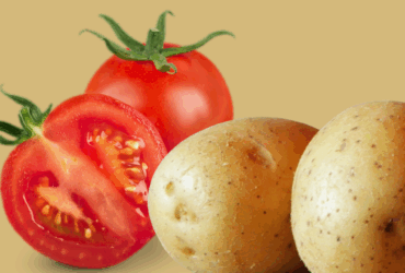 batata tomate