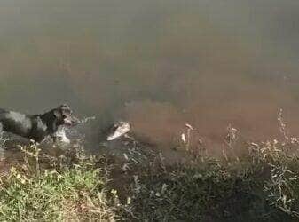 Cena inusitada mostra uma cadela cheia de coragem (ou falta de noção!) se aproximando de um jacaré em clima de poucos amigos; por sorte, ela escapou do bote por um triz