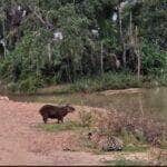 capivara