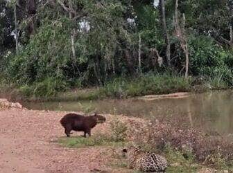 capivara