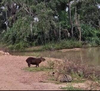 capivara