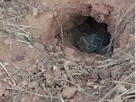 Vídeo curioso da serpente no interior do Brasil viraliza nas redes sociais e levanta debates sobre comportamento animal e preservação da fauna silvestre