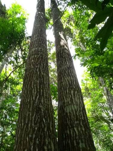 castanheira