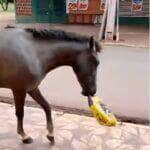 Flagra hilário de um cavalo ladrão de ração viraliza na internet e conquista o coração (e as risadas) dos internautas