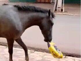 Flagra hilário de um cavalo ladrão de ração viraliza na internet e conquista o coração (e as risadas) dos internautas