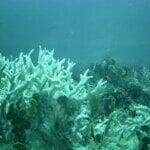 BRANQUEAMENTO DE CORAIS - PE - Banco de corais de cadeia submersa do Norte do Brasil mostram branqueamento. - Millepora Branca Sueste. Foto: UFPE