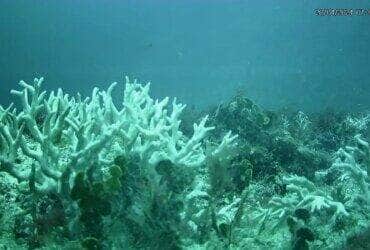 BRANQUEAMENTO DE CORAIS - PE - Banco de corais de cadeia submersa do Norte do Brasil mostram branqueamento. - Millepora Branca Sueste. Foto: UFPE