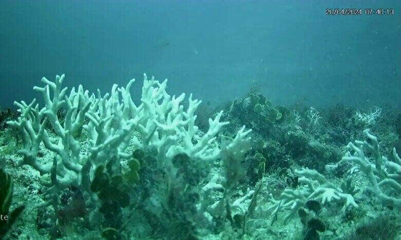BRANQUEAMENTO DE CORAIS - PE - Banco de corais de cadeia submersa do Norte do Brasil mostram branqueamento. - Millepora Branca Sueste. Foto: UFPE