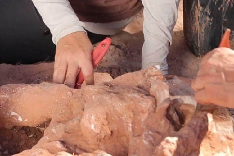 Tesouros do passado: Fósseis de dinossauros são encontrados em Chapada dos Guimarães 84 fossil