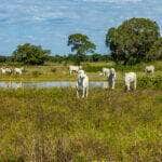 gado no pantanal