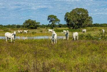 gado no pantanal