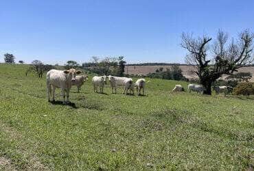 gado pasto2