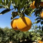 laranja