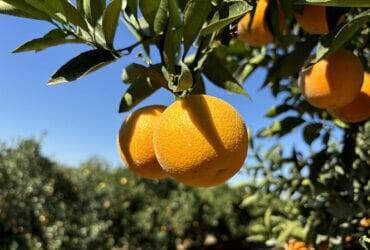 laranja