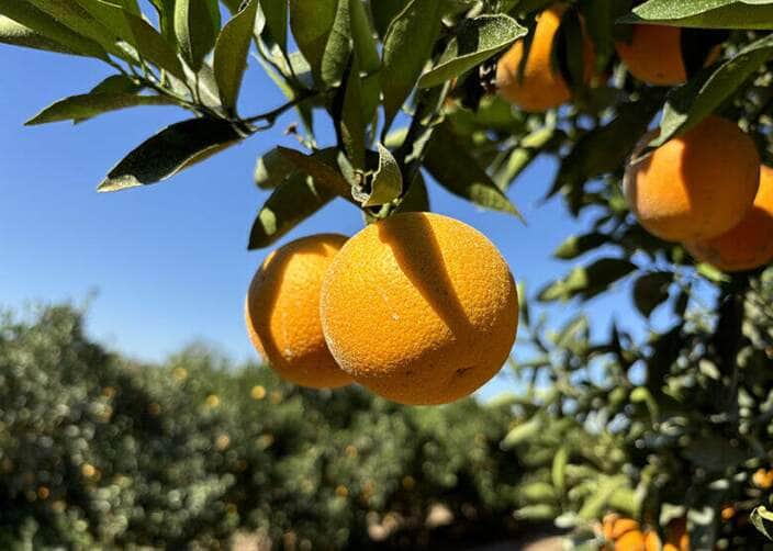 laranja