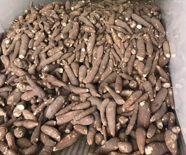 mandioca moagem