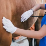 med veterinaria e1749812722261