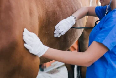 med veterinaria e1749812722261