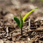 milho recem plantado aa