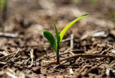 milho recem plantado aa