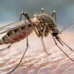 Várzea Grande ultrapassa 3 mil casos de Chikungunya em 2025