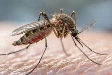 Várzea Grande ultrapassa 3 mil casos de Chikungunya em 2025