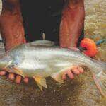 pangasius