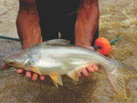 pangasius